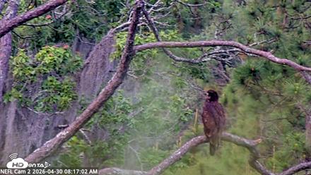 NE Florida Eagles Live Webcam - Apr 30, 2026, 8:18am EDT