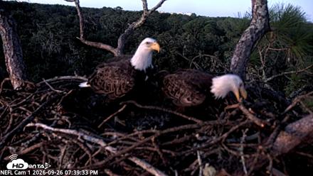 NE Florida Eagles Live Webcam - Sep 26, 2026, 7:40pm EDT