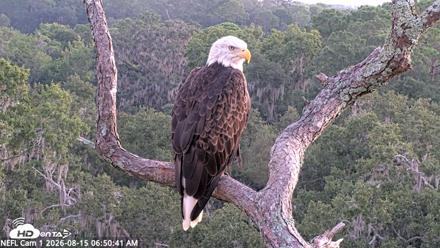 NE Florida Eagles Live Webcam - Aug 15, 2026, 6:51am EDT