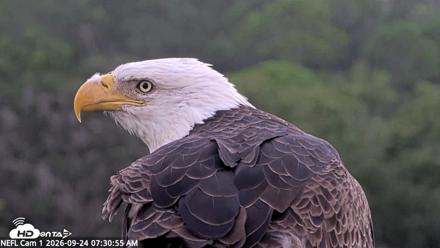 NE Florida Eagles Live Webcam - Sep 24, 2026, 7:34am EDT