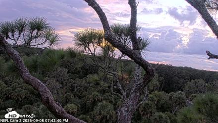 NE Florida Eagles Live Webcam - Sep 8, 2026, 7:43pm EDT