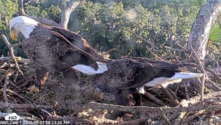 NE Florida Eagles Live Webcam - Sep 27, 2026, 8:15am EDT