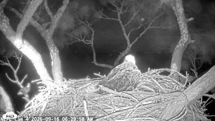 NE Florida Eagles Live Webcam - Sep 16, 2026, 6:30am EDT