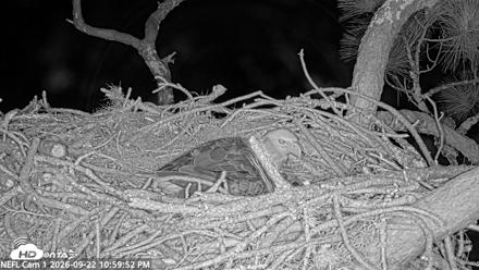 NE Florida Eagles Live Webcam - Sep 22, 2026, 11:00pm EDT