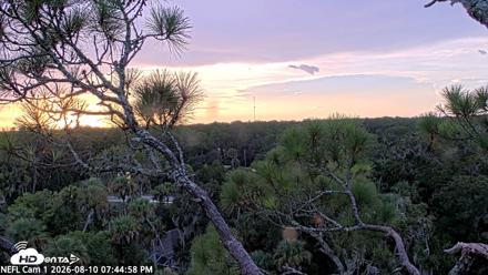 NE Florida Eagles Live Webcam - Aug 10, 2026, 7:46pm EDT