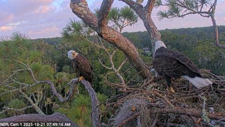 NE Florida Eagles Live Webcam - Oct 21, 2025, 7:50am EDT