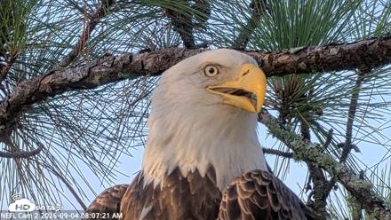 NE Florida Eagles Live Webcam - Sep 4, 2026, 8:08am EDT