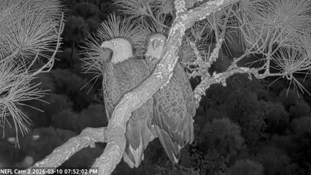 NE Florida Eagles Live Webcam - Mar 10, 2026, 7:52pm EDT