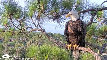 NE Florida Eagles Live Webcam - Sep 8, 2026, 8:22am EDT