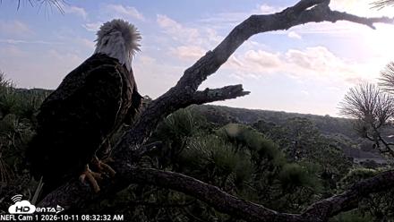 NE Florida Eagles Live Webcam - Oct 11, 2026, 8:33am EDT