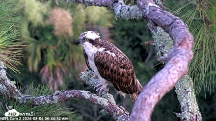 NE Florida Eagles Live Webcam - Aug 4, 2026, 6:47am EDT
