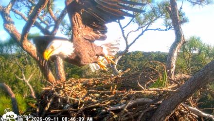 NE Florida Eagles Live Webcam - Sep 11, 2026, 8:47am EDT