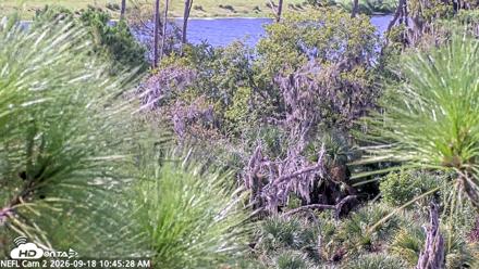 NE Florida Eagles Live Webcam - Sep 18, 2026, 10:46am EDT