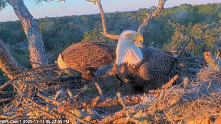 NE Florida Eagles Live Webcam - Nov 11, 2025, 5:23pm EST