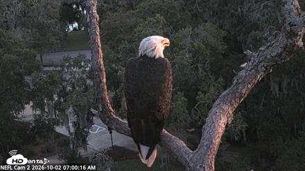NE Florida Eagles Live Webcam - Oct 2, 2026, 7:01am EDT