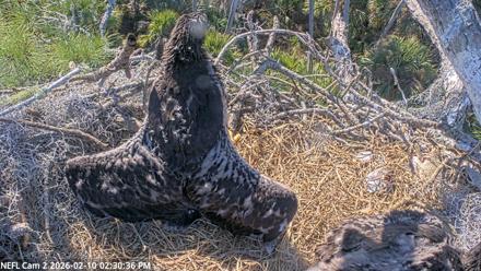 NE Florida Eagles Live Webcam - Feb 10, 2026, 2:31pm EST