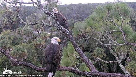 NE Florida Eagles Live Webcam - Oct 3, 2026, 7:35am EDT