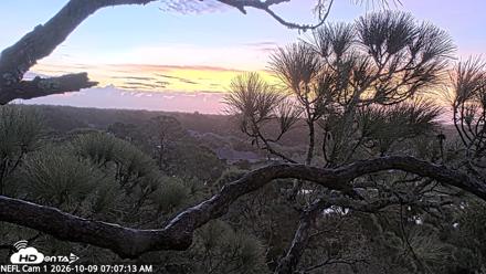 NE Florida Eagles Live Webcam - Oct 9, 2026, 7:08am EDT