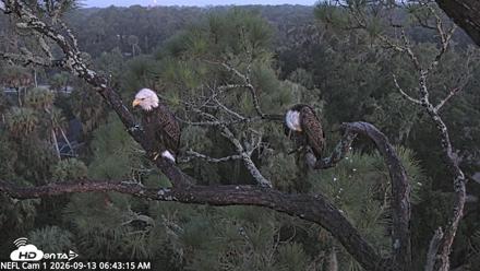 NE Florida Eagles Live Webcam - Sep 13, 2026, 6:44am EDT