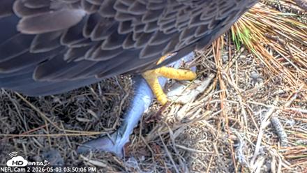 NE Florida Eagles Live Webcam - May 3, 2026, 3:50pm EDT