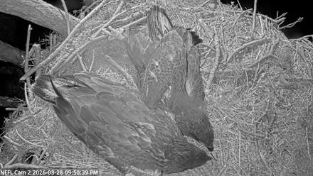 NE Florida Eagles Live Webcam - Mar 28, 2026, 9:51pm EDT