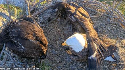 NE Florida Eagles Live Webcam - Feb 21, 2026, 5:55pm EST