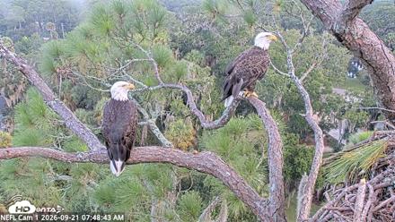 NE Florida Eagles Live Webcam - Sep 21, 2026, 7:49am EDT