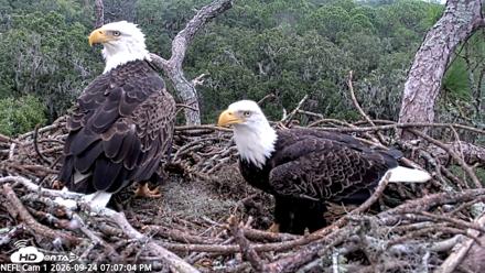 NE Florida Eagles Live Webcam - Sep 24, 2026, 7:07pm EDT