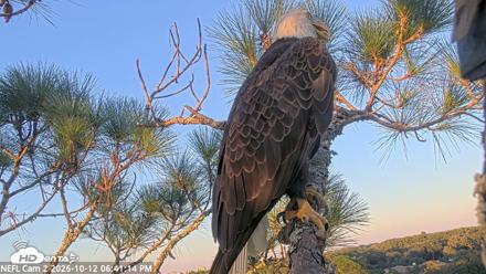 NE Florida Eagles Live Webcam - Oct 12, 2026, 6:42pm EDT