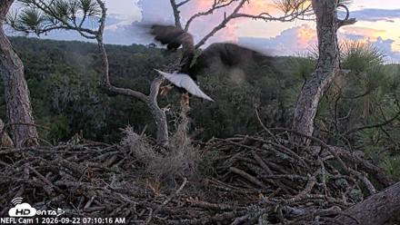 NE Florida Eagles Live Webcam - Sep 22, 2026, 7:11am EDT