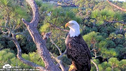 NE Florida Eagles Live Webcam - Sep 26, 2026, 7:47am EDT