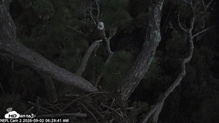 NE Florida Eagles Live Webcam - Sep 2, 2026, 6:31am EDT