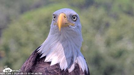 NE Florida Eagles Live Webcam - Sep 13, 2026, 2:48pm EDT