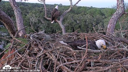 NE Florida Eagles Live Webcam - Oct 12, 2026, 7:07pm EDT