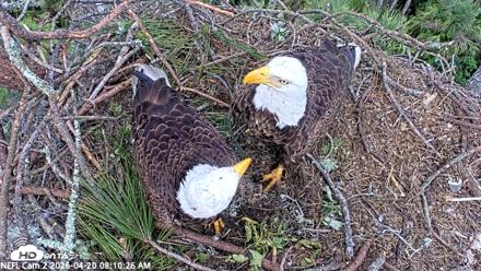 NE Florida Eagles Live Webcam - Apr 20, 2026, 8:11am EDT