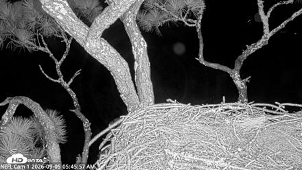 NE Florida Eagles Live Webcam - Sep 5, 2026, 5:50am EDT