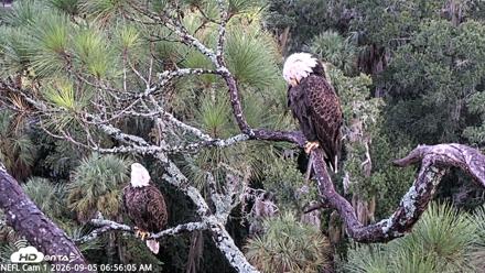 NE Florida Eagles Live Webcam - Sep 5, 2026, 6:57am EDT