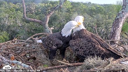NE Florida Eagles Live Webcam - Sep 25, 2026, 8:44am EDT