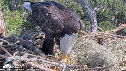 NE Florida Eagles Live Webcam - Sep 17, 2026, 10:38am EDT