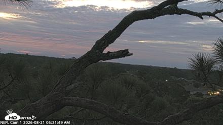 NE Florida Eagles Live Webcam - Aug 21, 2026, 6:32am EDT