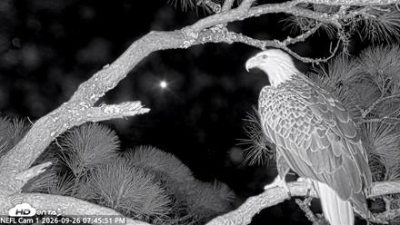 NE Florida Eagles Live Webcam - Sep 26, 2026, 7:46pm EDT