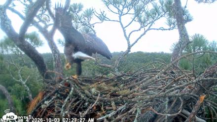 NE Florida Eagles Live Webcam - Oct 3, 2026, 7:28am EDT