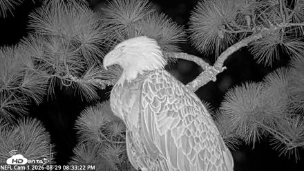 NE Florida Eagles Live Webcam - Aug 29, 2026, 8:34pm EDT