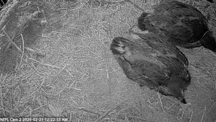 NE Florida Eagles Live Webcam - Feb 21, 2026, 12:23am EST
