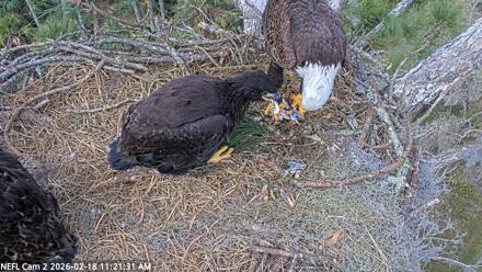 NE Florida Eagles Live Webcam - Feb 18, 2026, 11:22am EST