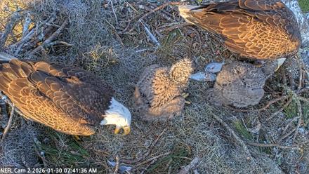 NE Florida Eagles Live Webcam - Jan 30, 2026, 7:42am EST