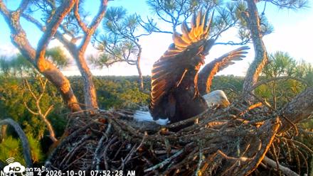 NE Florida Eagles Live Webcam - Oct 1, 2026, 7:53am EDT