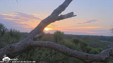 NE Florida Eagles Live Webcam - Jul 26, 2026, 6:52am EDT