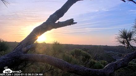 NE Florida Eagles Live Webcam - Jul 15, 2026, 6:53am EDT