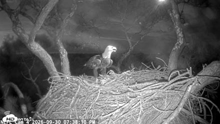 NE Florida Eagles Live Webcam - Sep 30, 2026, 7:38pm EDT